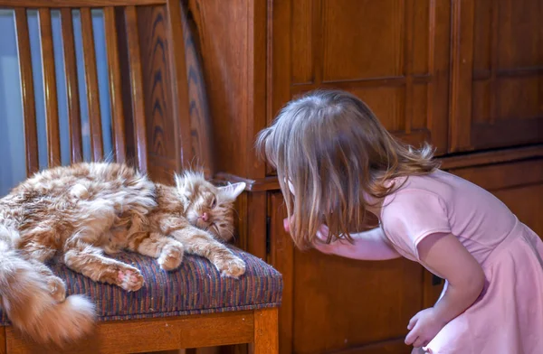 Petit Enfant Rose Approche Soigneusement Chat Endormi Sur Une Chaise — Photo