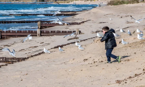 ビーチで鳥を追いかける少年 — ストック写真
