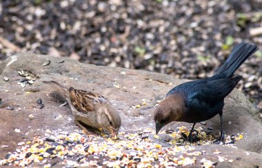 kahverengi başlı cowbird ve biraz ispinoz paylaşmak gıda