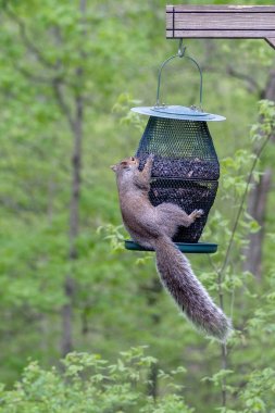 squirrel hanging from a bird feeder