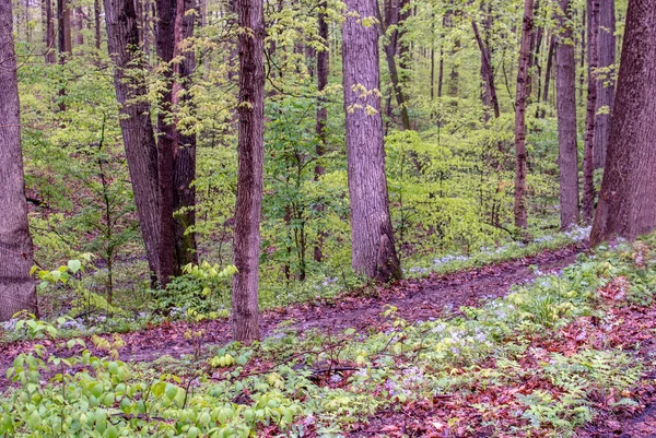 Rustic trail through a green spring woods — Stock Photo, Image