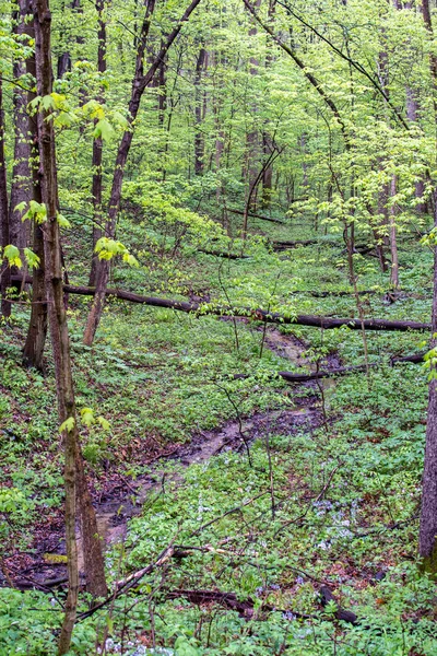 Zonas húmidas e um riacho em uma floresta de primavera — Fotografia de Stock