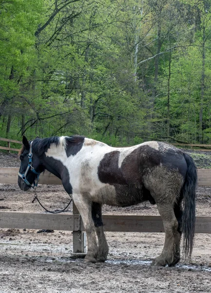 泥の中を転がった汚い馬 — ストック写真