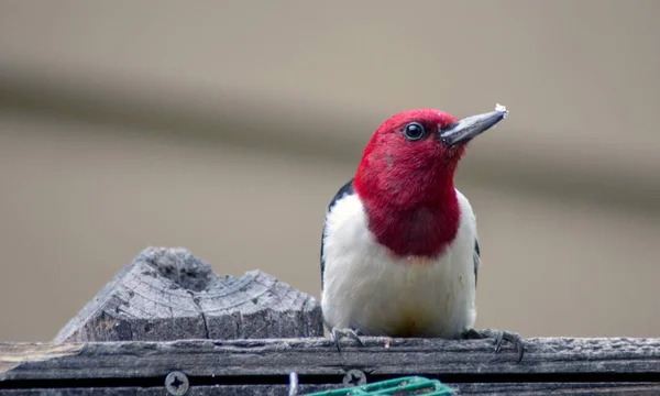 Pájaro carpintero pelirrojo de cerca — Foto de Stock