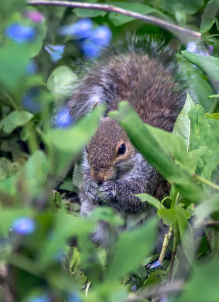 Squirrel прячется в bluebells — стоковое фото