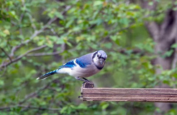 Bluejay птах позує для камери — стокове фото