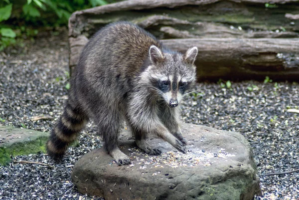 Young raccoon eating on a rock — Stock Photo, Image