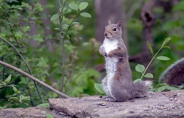 Squirrel on his rear legs — стоковое фото