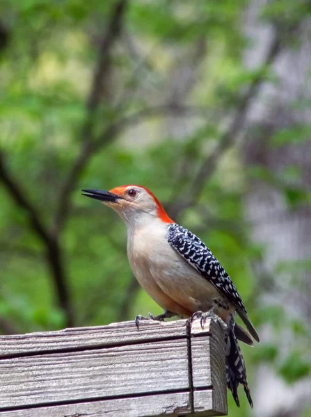 Pájaro carpintero de cabeza roja en una percha de madera — Foto de Stock