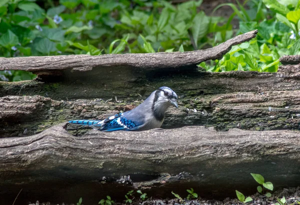 Bluejay oiseau caché dans une bûche creusée — Photo