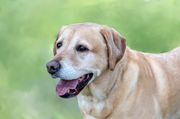 Gouden Retriever portret — Stockfoto