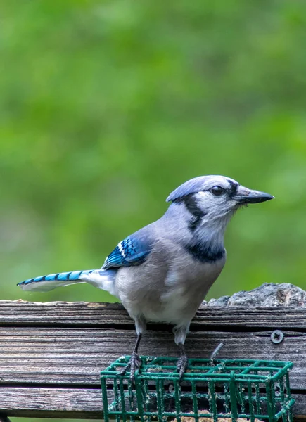 Bluejay standing on a suet cage — Stock Image Bluejay standing on a suet cage Stock Picture