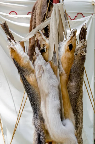 Pieles de zorro cuelgan en un estante en un festival — Foto de Stock