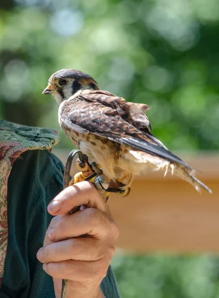 Pequeño pájaro cernícalo americano en una mano — Foto de Stock