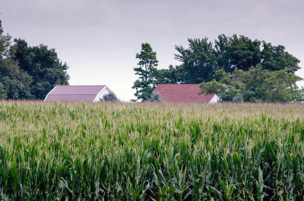 Maisanbau im Frühsommer — Stockfoto