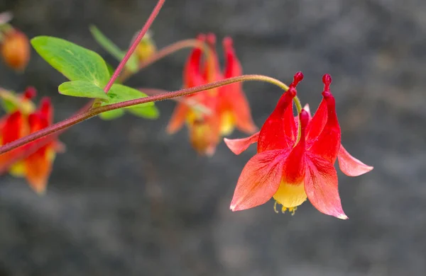 Beautiful columbine flowers — Stock Photo, Image