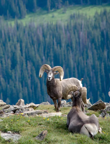 Ovelhas chifre grande em um parque nacional — Fotografia de Stock