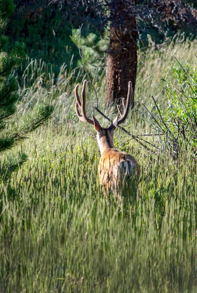 Cerf solitaire est herbe haute — Photo