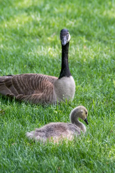 Mãe guardando bebê ganso — Fotografia de Stock