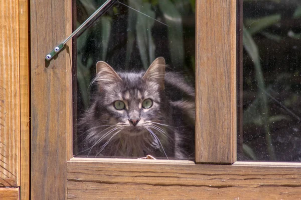 Kleine grijze kat bij deur manier — Stockfoto