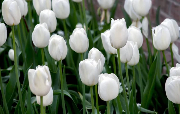 美丽的白色郁金香沿砖花园墙 — 图库照片