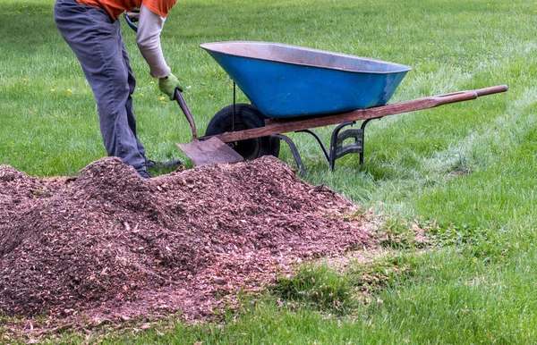 Man fills a wheel barrow up with mulch — Stock Photo, Image