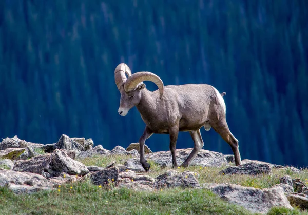 पहाड़ों में एक बड़ा सींग मेम्ना — स्टॉक फ़ोटो, इमेज