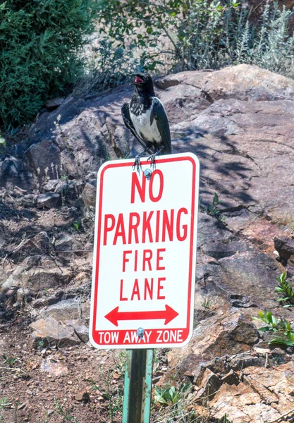 駐車標識のない大きな鳥 — ストック写真