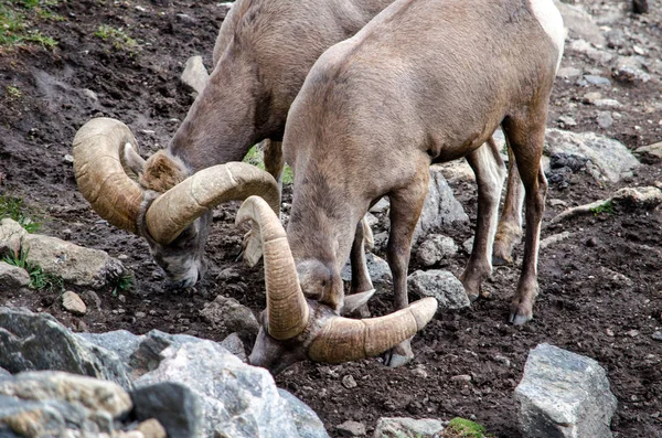 Bighorn sheep lick minerals in the rocks — Stock Photo, Image