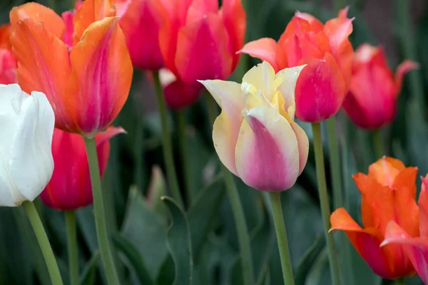 Delicati tulipani primo piano per la primavera — Foto Stock