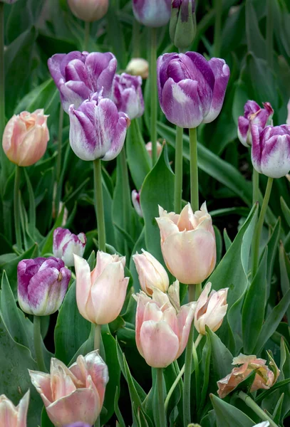 Delicati tulipani color pesca e viola — Foto Stock