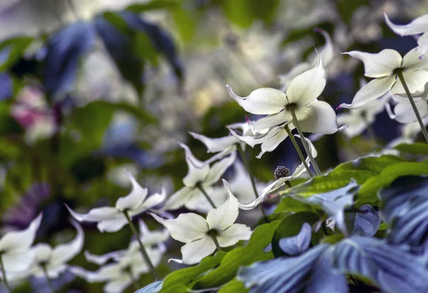 Dogwood blossoms close up — Stock Photo, Image