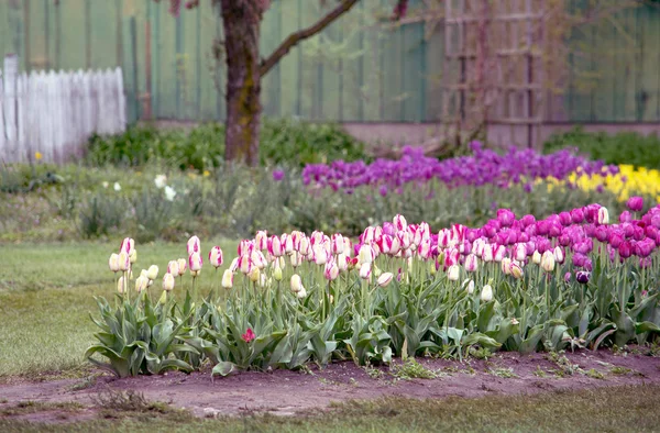 五颜六色的郁金香在一个漂亮的农场庭院花园 — 图库照片