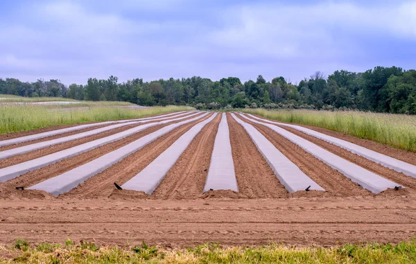 Bauernhof Feld mit Sämlingen bedeckt — Stockfoto