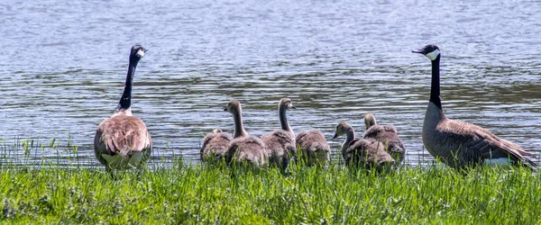 Adult gäss Stand vakt över familjen — Stockfoto