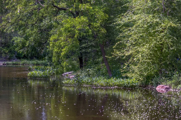 Зеленые деревья на озере — стоковое фото