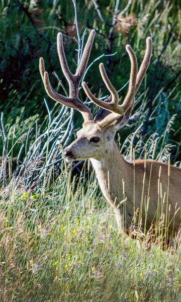 Hlavní záběr krásného mladého jelena — Stock fotografie