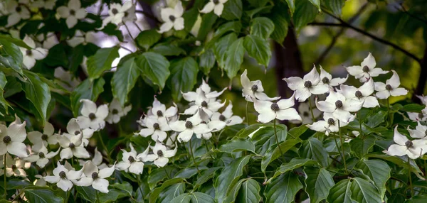 Árvore dogwood oriental com belas flores brancas — Fotografia de Stock