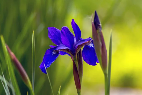 Bonitas plantas de iris púrpura en primavera —  Fotos de Stock