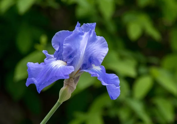 Solo iris florecen sobre un fondo verde —  Fotos de Stock