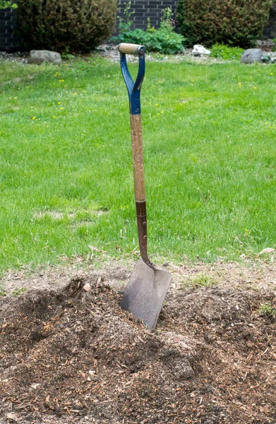 A shovel stands in a pile of mulch — Stock Photo, Image