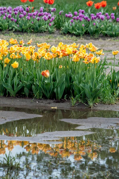 Tulipani dopo una pioggia di primavera — Foto Stock