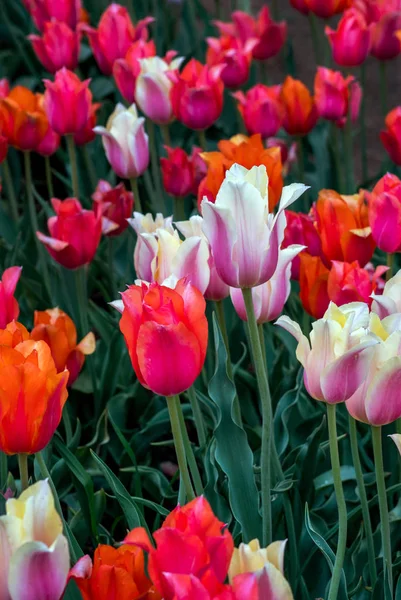 Tulipani colorati di primavera in un giardino — Foto Stock
