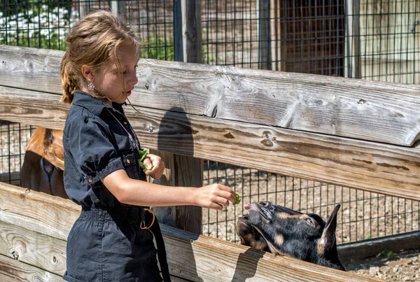 Klein meisje voedt vriendelijke geiten in een dierentuin — Stockfoto