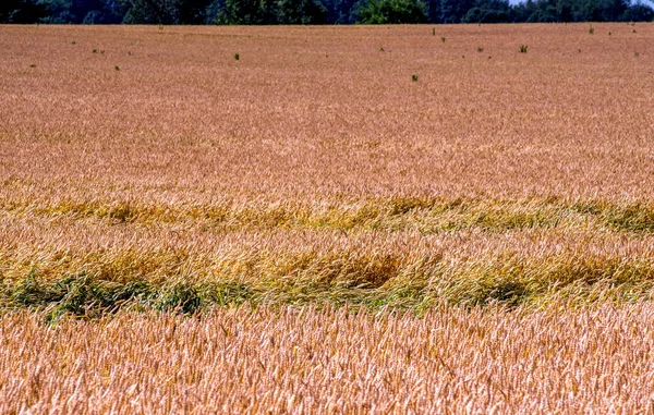 密歇根州乌西州的金麦田 — 图库照片