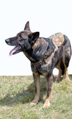 ABD Ordusu'nun askeri köpeği iş üstünde