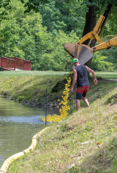 Dropping rubber ducks into the water — Stock Photo, Image