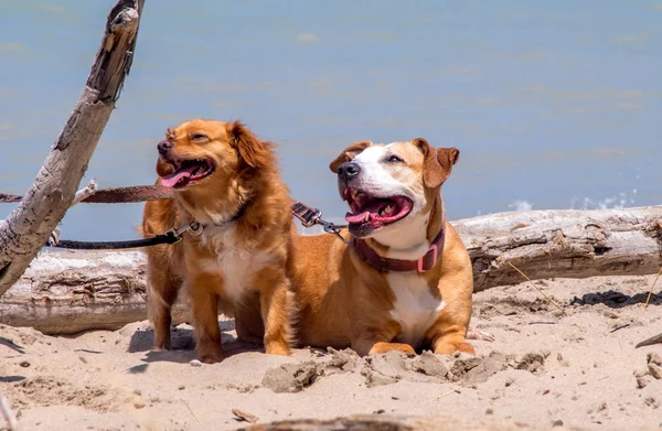Cães felizes na praia — Fotografia de Stock
