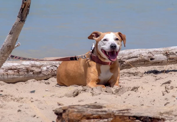 Sahilde yatan mutlu köpek — Stok fotoğraf