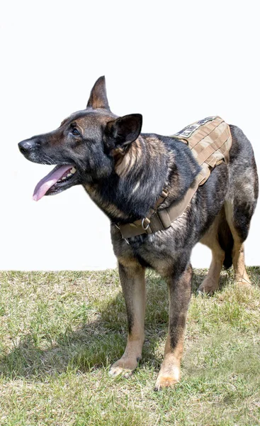 ΗΠΑ στρατιωτικό σκυλί στρατού στη δουλειά — Φωτογραφία Αρχείου